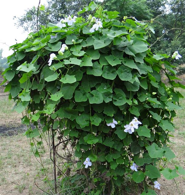 Thunbergia grandiflora